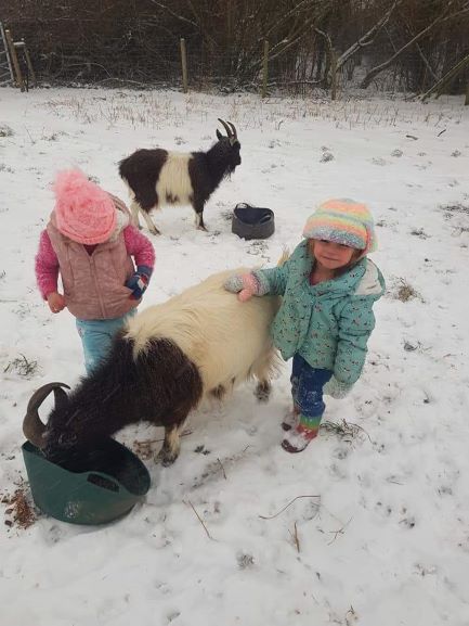 Blast from the icy past - last winter Goats in the snow